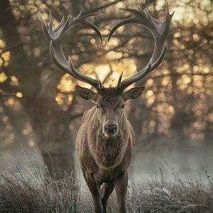 Meet your Posher, Leona